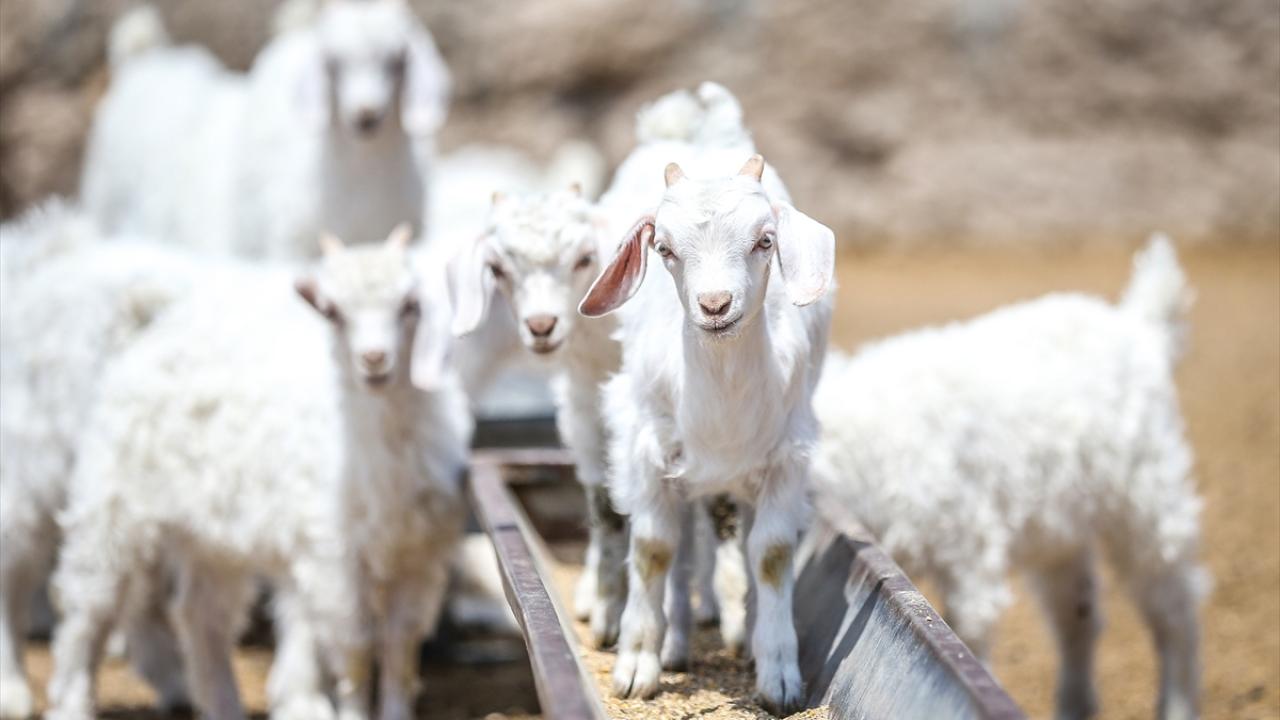 Türkiye’de Keçi Varlığı Hızla Artıyor: Islah Projelerinin Başarısı