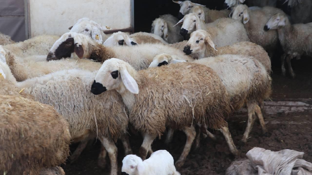 Küçükbaş Hayvan Destek Başvuruları Başladı: TİGEM 100 Hayvan Desteği