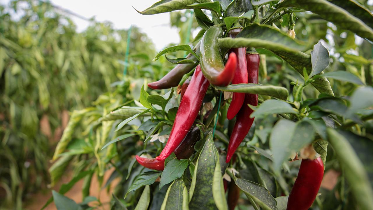 Tarım Bakanlığı’ndan Pestisite Karşı Biyolojik Mücadele: B-Reçete Tüm Türkiye’ye Yayılıyor