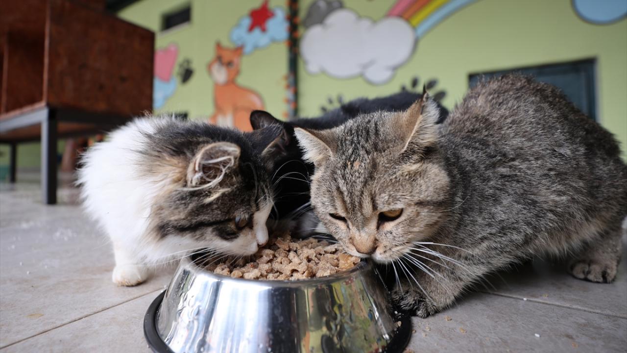 Mart Ayı Enflasyon Verileri: Zam Şampiyonu ve İndirimli Ürünler Belli Oldu