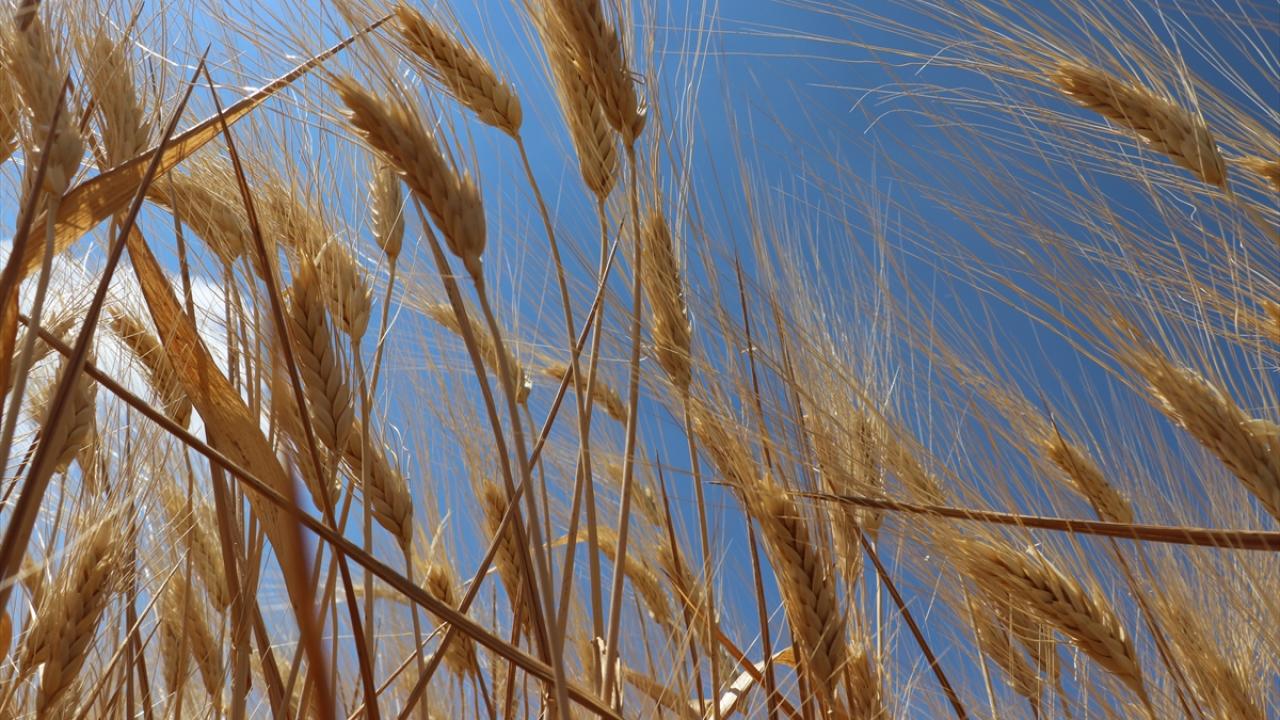 Türkiye’de Rekor Yağışlar Hububatta Yüksek Rekolte Beklentisi Yarattı: TMO Analizi