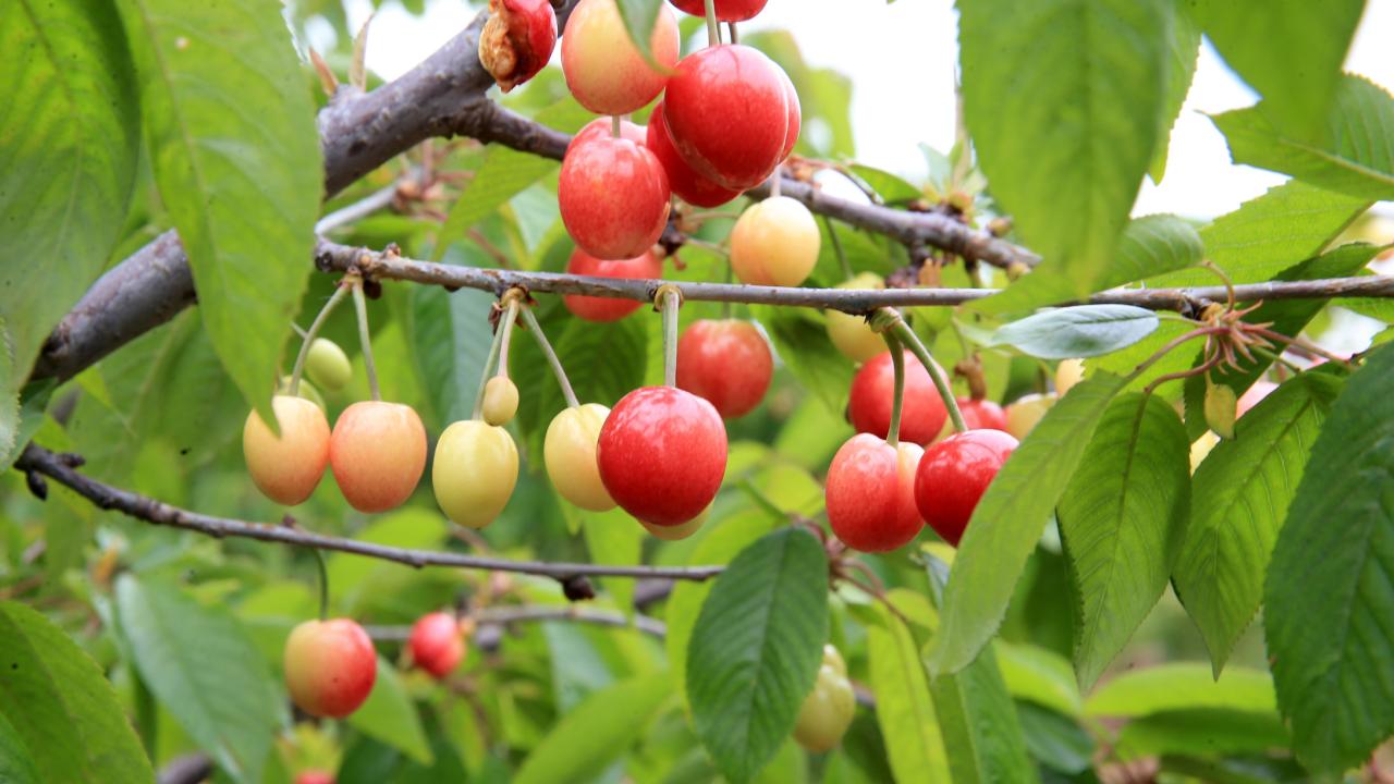 Manisa’da Yılın İlk Kiraz Hasadı: Açık Artırmada Kilogramı 6 Bin TL’den Satıldı