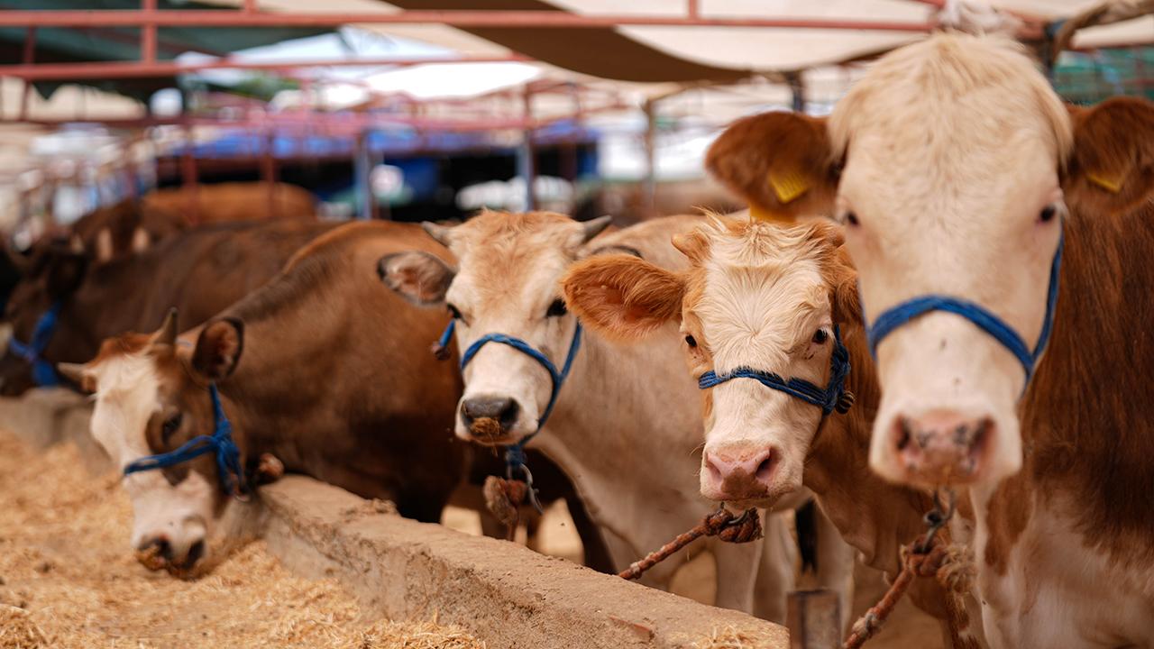 Kurban Bayramı Öncesi Tarım Bakanlığı’ndan Hayvan Satış ve Kesim Uyarıları