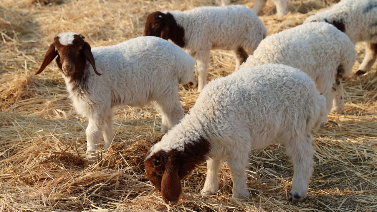Kırsalda Bereket Küçükbaş Hayvan Desteği Başvuruları Başladı