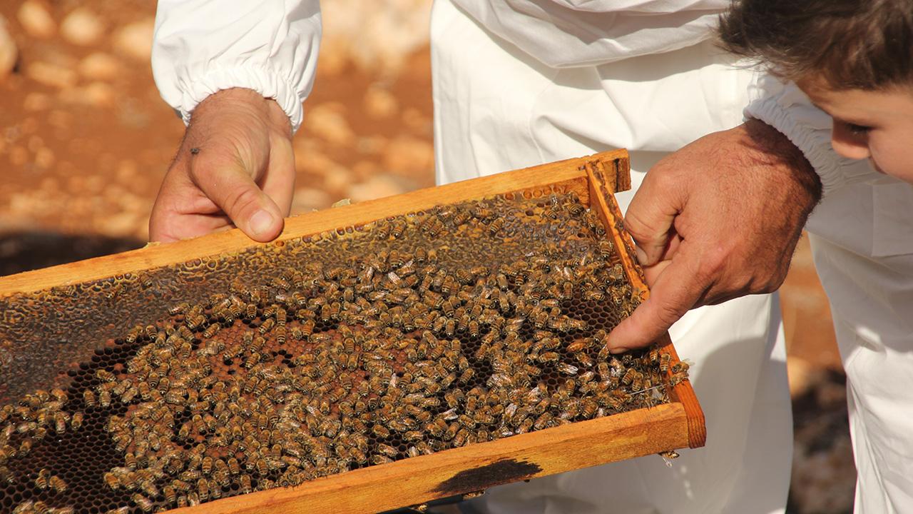 Bal Üretiminde Sahteciliğe Son: Temel Petek İçin Yeni Teknik Kriterler Geliyor