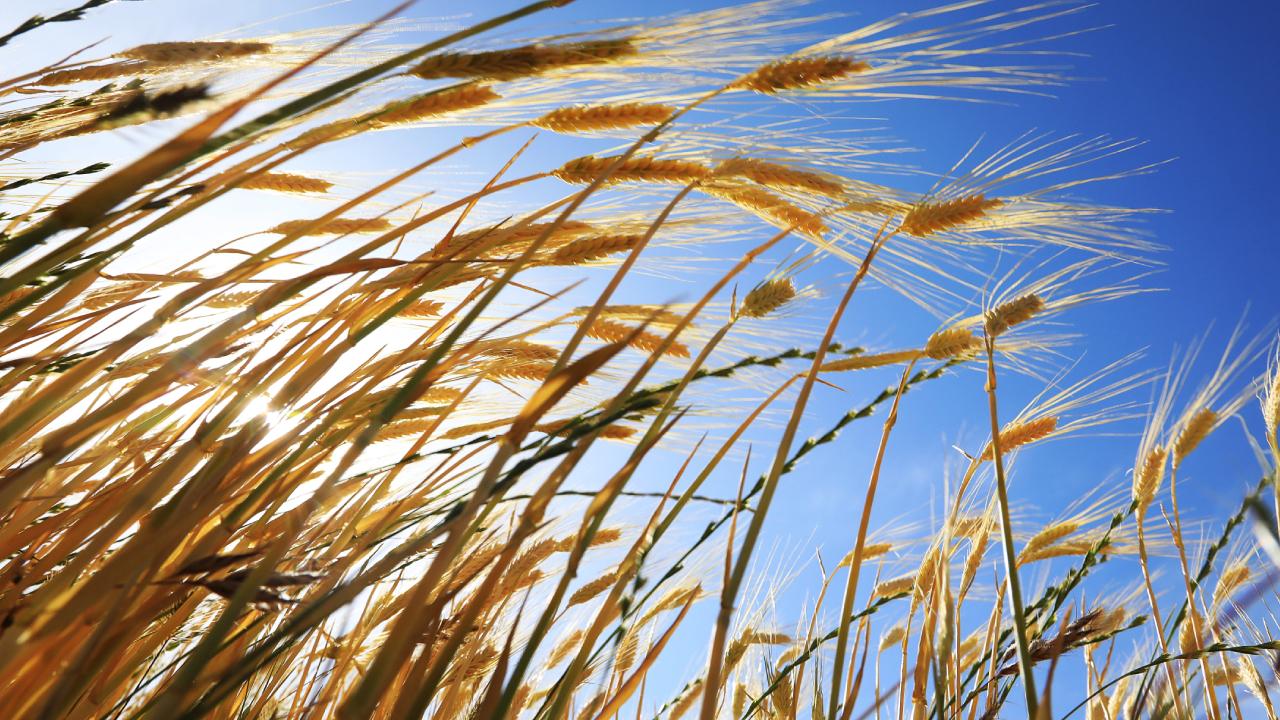 Türkiye’de Yağış Artışı: Tarım ve Su Rezervlerinde Bereket Beklentisi