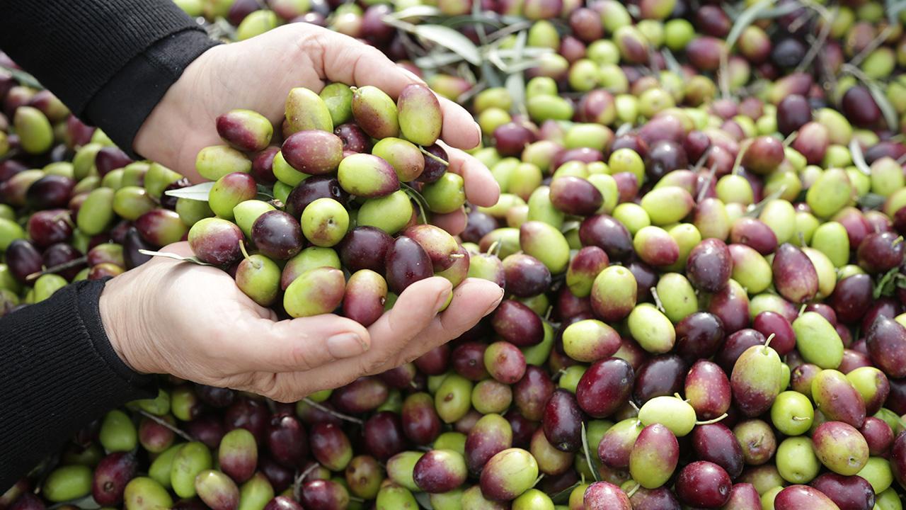 Türkiye Zeytinyağı Üretiminde Küresel Lige Yükseliyor: IOC’den Fiyat ve Arz Beklentileri