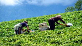 Mevsimlik işçilerin bilinmeyen hakları…