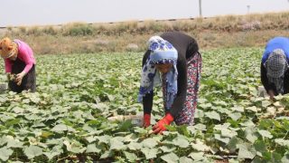 Tarım ÜFE oranlarında artış