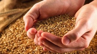 Hububat üretiminde yüzde 8’lik artış hedefi