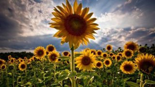 İklim şartlarının iyiliği ayçiçeğini rekora hazırlıyor