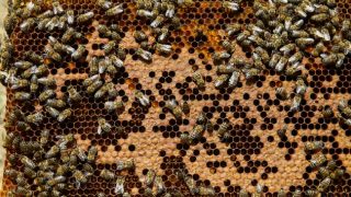 Doğru zirai ilaçlama arı ölümlerini engelledi