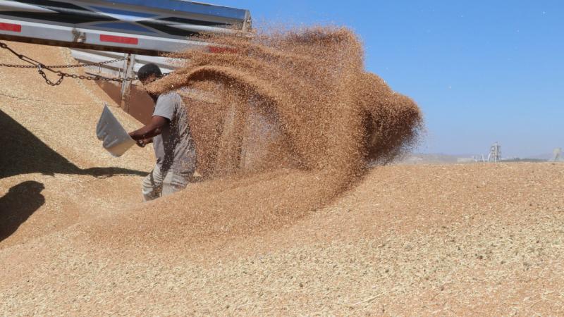 Güneydoğu’nun ocakta hububat ihracatı 282 milyon dolara ulaştı