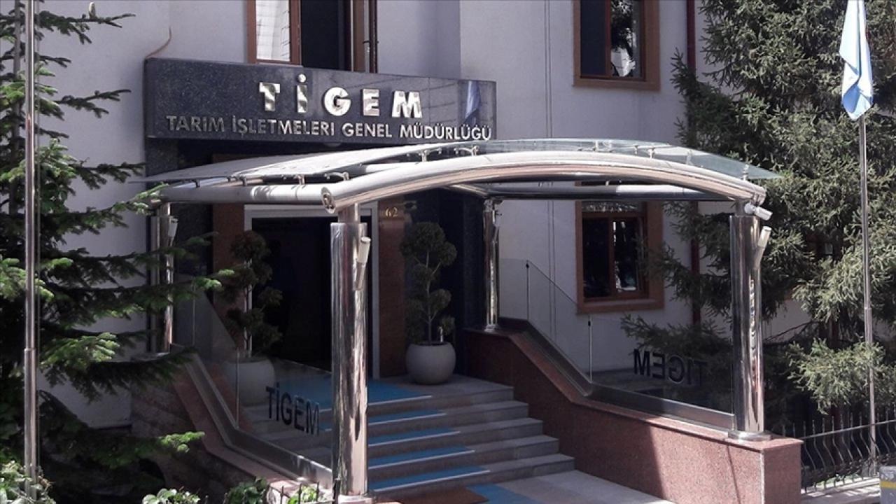 TİGEM 5 ton fıstık çamı kozalağını ihaleyle satacak