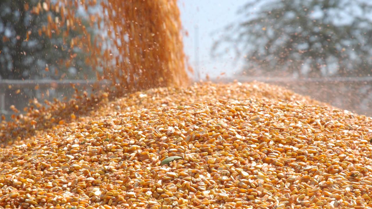 Mısır İthalatında 3 Milyon Tonluk Tarife Kontenjanı: Gümrük Vergisi Geçici Olarak %5’e İndirildi