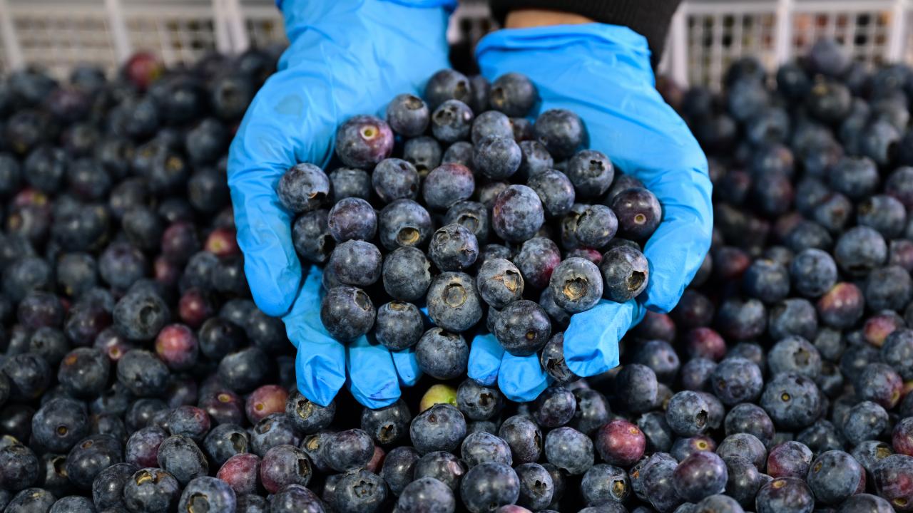 Türkiye’nin Mavi Yemiş (Blueberry) İhracatı ve Üretiminde Büyük Artış