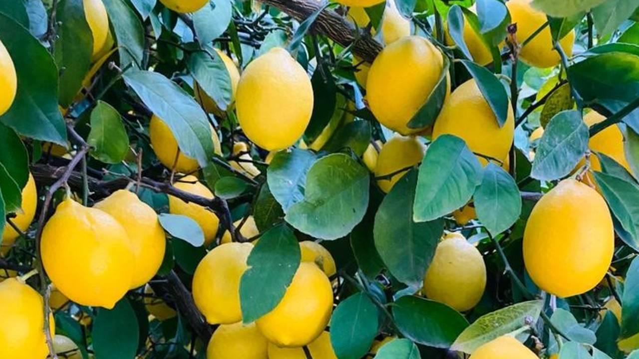 Türkiye’nin Limon İhracatı Yüzde 18 Arttı: Hedef 500 Milyon Dolar