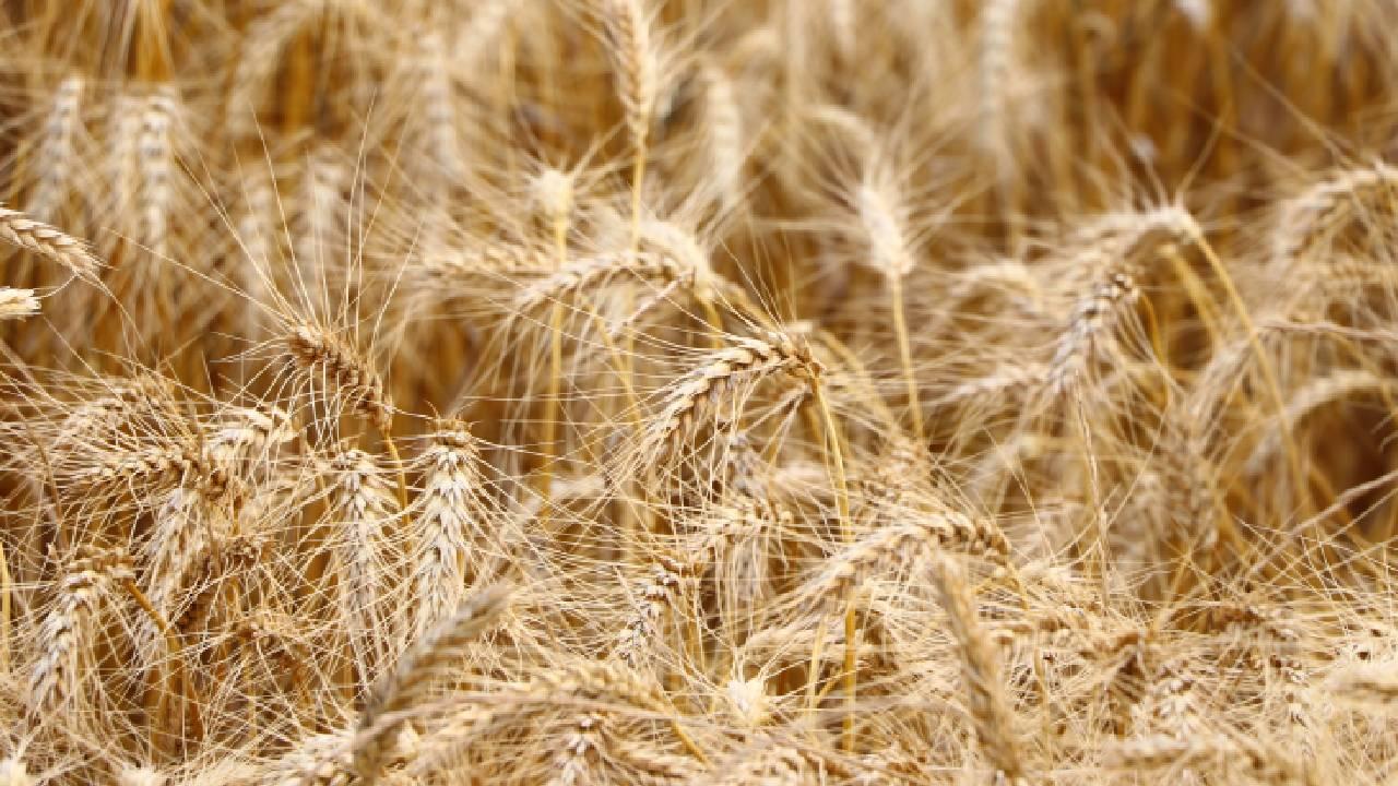 Emtia Piyasasında El Nino Etkisi: Tarım Ürünlerinde Fiyat Artışları Sürüyor
