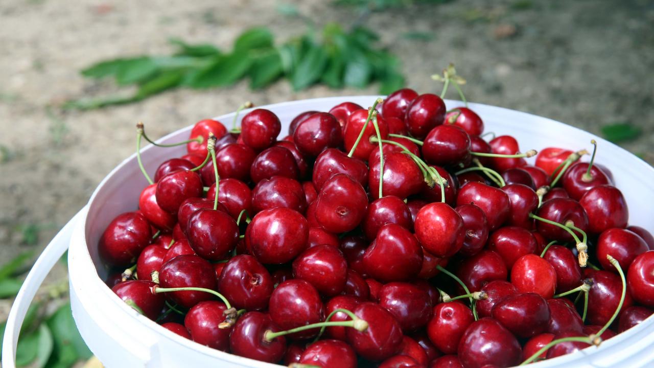 Türkiye’nin Kiraz İhracatı